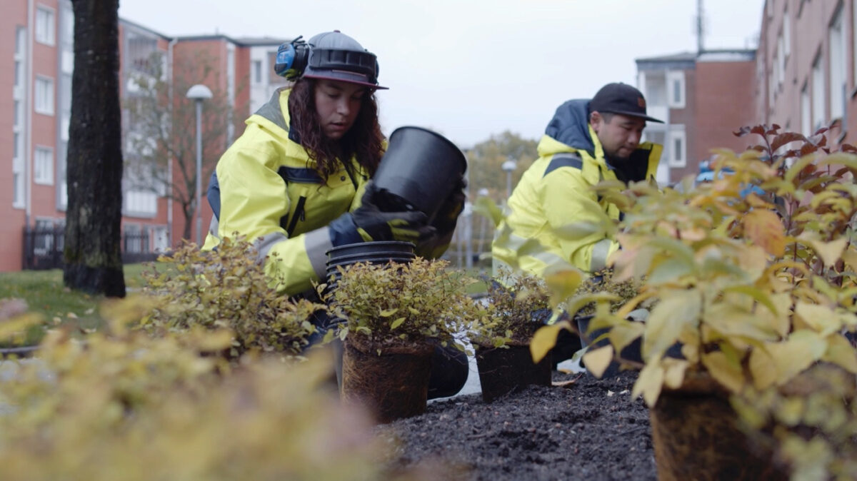TCYK Yrkesbevis trädgårdsnäring